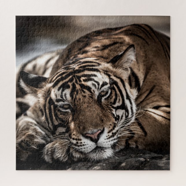Ranthambore tiger: close-up fine art. jigsaw puzzle (Vertical)