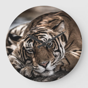 Ranthambore tiger: close-up fine art. large clock