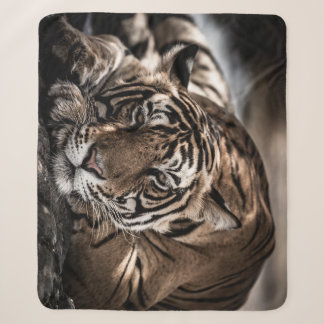 Ranthambore tiger: close-up fine art. sherpa blanket