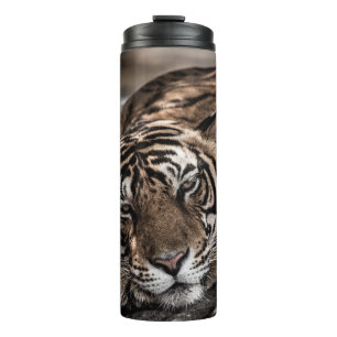 Ranthambore tiger: close-up fine art. thermal tumbler