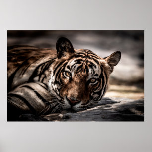 ranthambore wild male tiger Fine art image portrai Poster