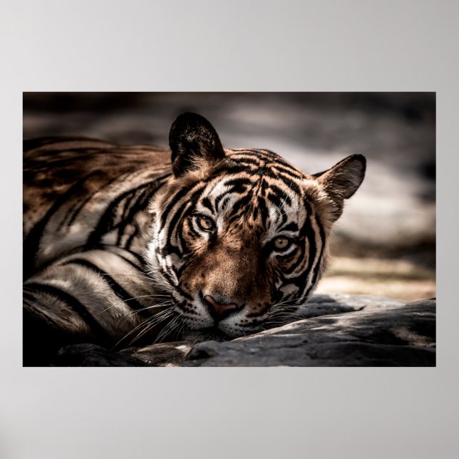 ranthambore wild male tiger Fine art image portrai Poster (Front)