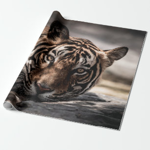 ranthambore wild male tiger Fine art image portrai Wrapping Paper