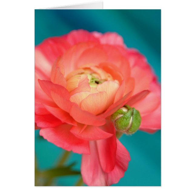 ranunculous with bud (Front)