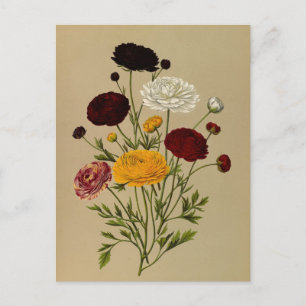 Ranunculus Asiaticus Doublé Persian Ranunculus  Postcard