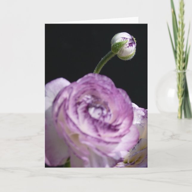 Ranunculus asiaticus White Persian buttercup II Card (Front)