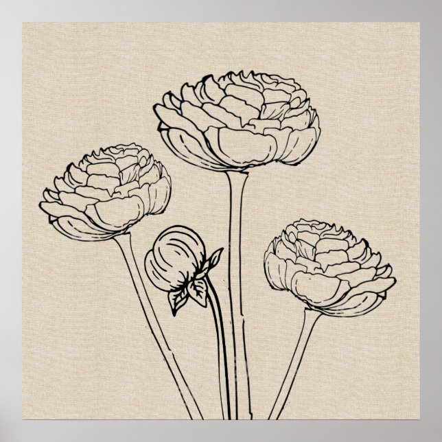 Ranunculus Drawing Canvas Flower Poster (Front)