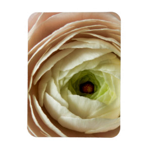 Ranunculus Flower Magnet