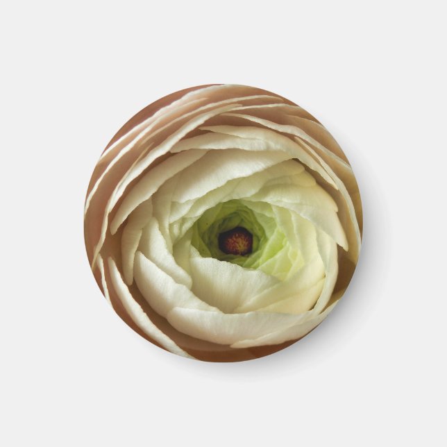Ranunculus Flower Magnet (Front)