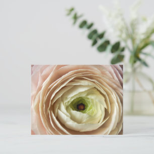 Ranunculus Flower Postcard