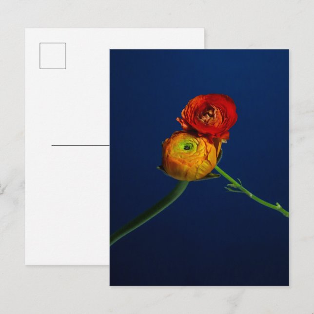 Ranunculus Postcard (Front/Back)