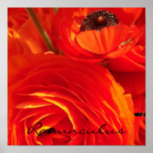 Ranunculus Poster