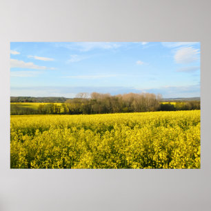Rapeseed Fields Encircle the Forest - Personalised Poster