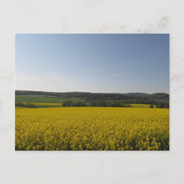 Rapsfeld Postcard (Front)