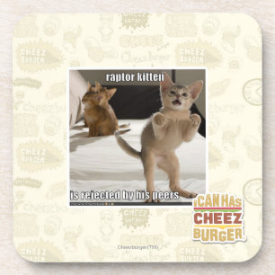 Raptor Kitten Coaster
