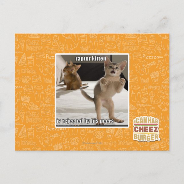 Raptor Kitten Postcard (Front)