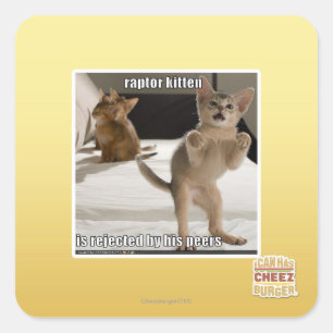 Raptor Kitten Square Sticker