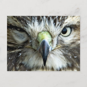 Raptor Postcard