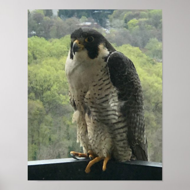 raptor  poster (Front)