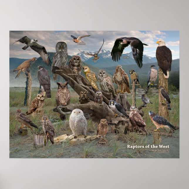 Raptors of the West 2019 Poster (Front)