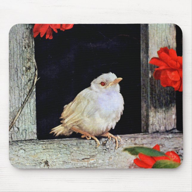 RARE albino robin bird Mouse Mat (Front)
