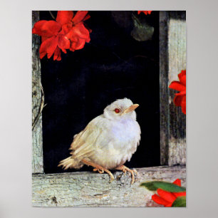 RARE albino robin bird Poster
