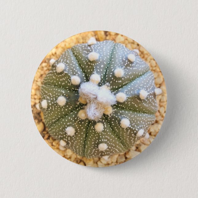 Rare Astrophytum Asterias Pattern Cactus 6 Cm Round Badge (Front)