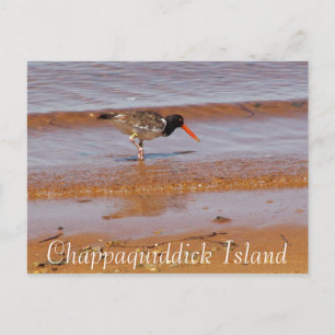 Rare Bird on Chappaquiddick Island Postcard