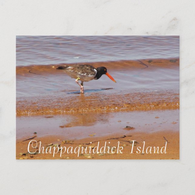 Rare Bird on Chappaquiddick Island Postcard (Front)