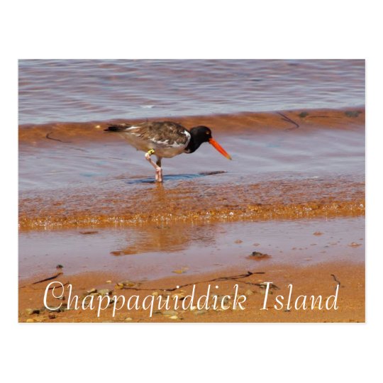 Rare Bird on Chappaquiddick Island Postcard