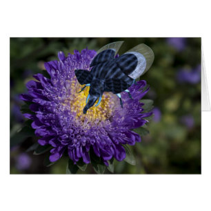 Rare Blue Elephant Bug