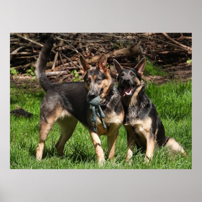 Rare Blue German Shepherds Poster (Front)