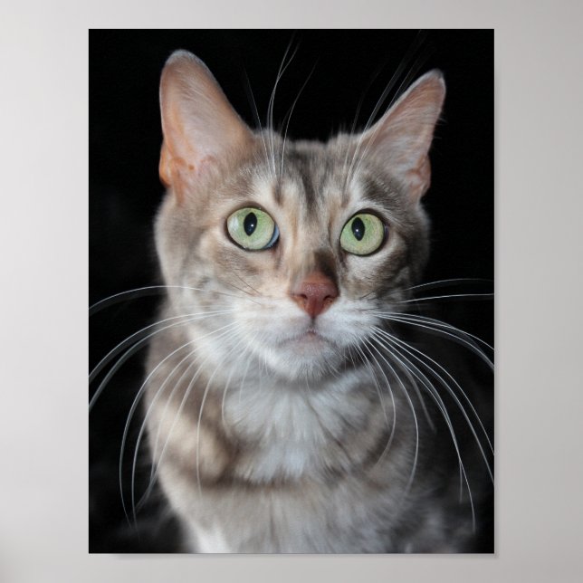 Rare Blue Marbled Bengal Cat Photograph Poster (Front)