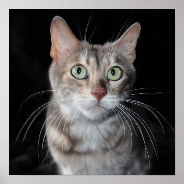 Rare Blue Marbled Bengal Cat Photograph Poster (Front)