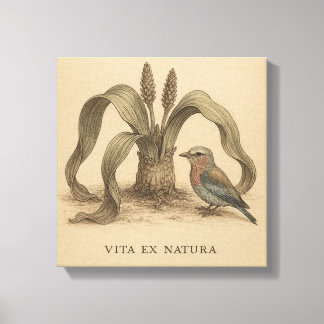 Rare Botanical Roller & Welwitschia Vintage Art Canvas Print