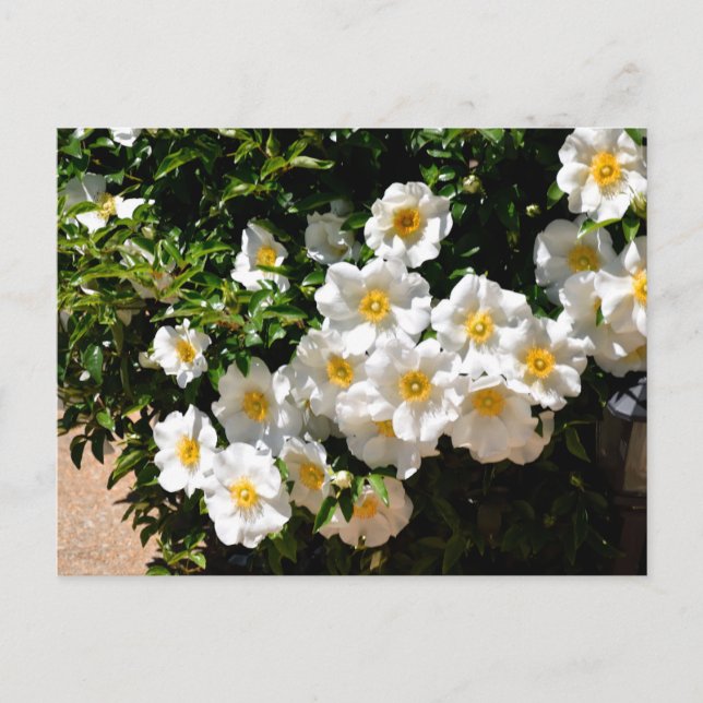 Rare Cherokee Rose Flowers Postcard (Front)