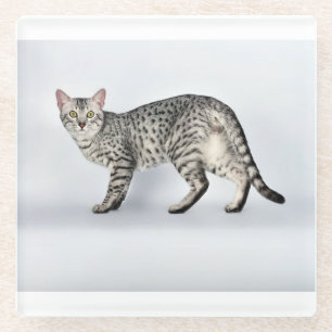 Rare Egyptian Mau Cat Glass Coaster