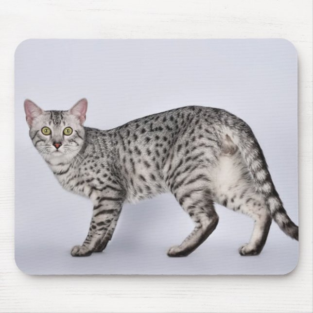 Rare Egyptian Mau Cat Mouse Mat (Front)