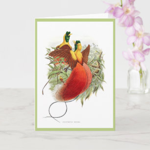 Rare hummingbird - Loddigesia Mirabilis Card