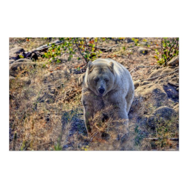 Rare Kermode Bear (Spirit Bear) Photo Poster (Front)
