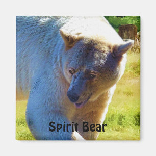 Rare Kermode Bear (Spirit Bear) Wildlife Design Magnet