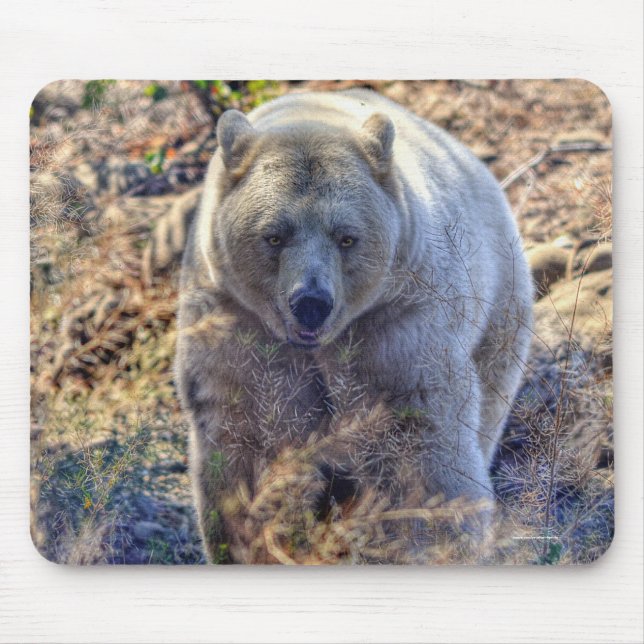 Rare Kermode Bear (Spirit Bear) Wildlife Photo Mouse Mat (Front)