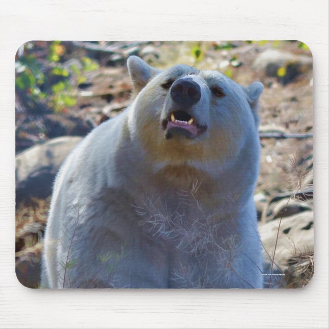 Rare Kermode Bear (Spirit Bear) Wildlife Photo Mouse Mat (Front)