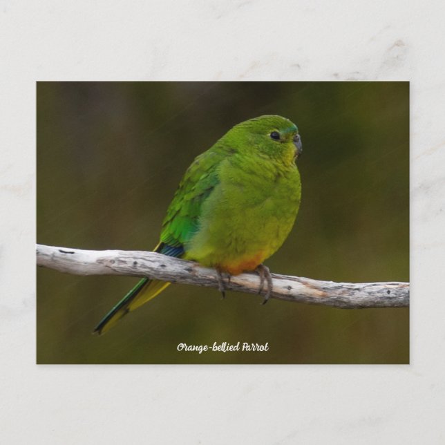 Rare Orange-bellied Parrot Bird Australia Postcard (Front)