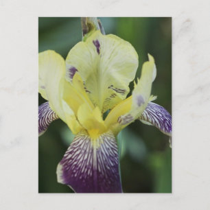 Rare Orchid Postcard