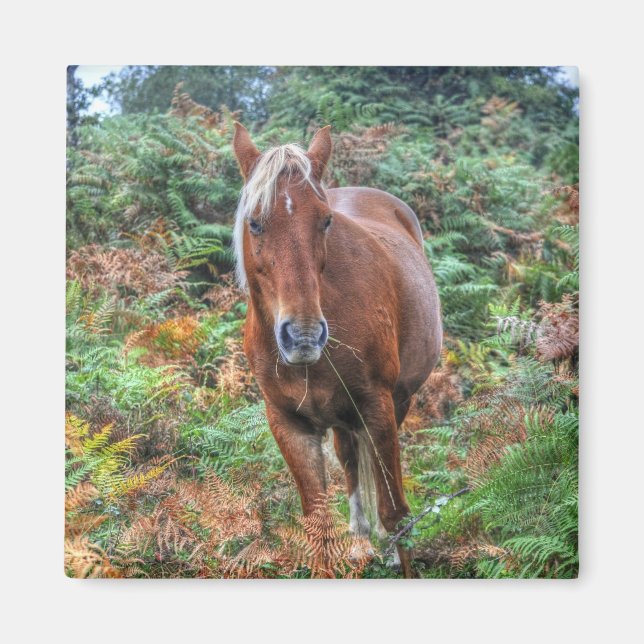 Rare Palomino New Forest Pony & Bracken - England Magnet (Front)