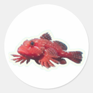 ​Rare Red Handfish Walking Fish - Unique Marine Wi Classic Round Sticker