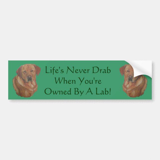 rare red labrador dog portrait with fun slogan bumper sticker (Front)