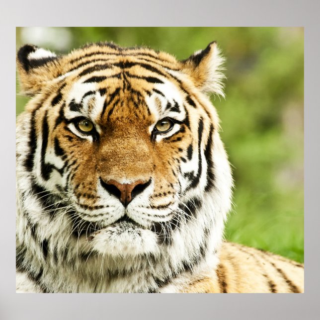 Rare Siberian Tiger: Endangered Resting Poster (Front)