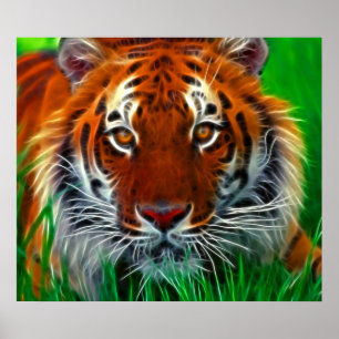 Rare Sumatran Tiger from Indonesia Poster